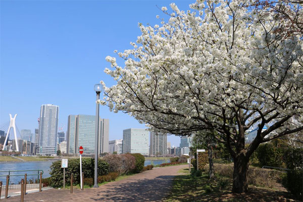 オオシマザクラ　越中島公園