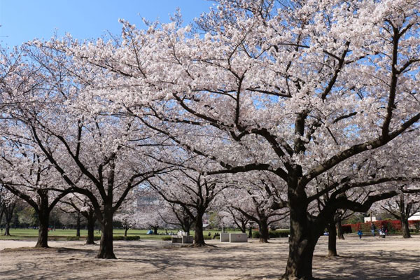 サクラ　木場公園