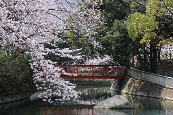 サクラ　仙台堀川公園