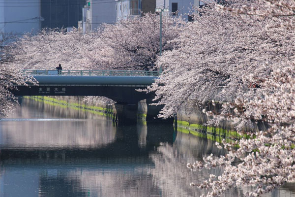 サクラ　仙台堀川護岸（木更木橋周辺）