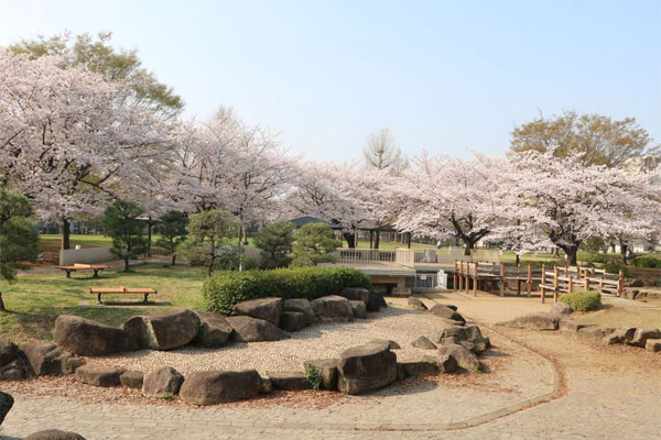 サクラ　亀戸中央公園