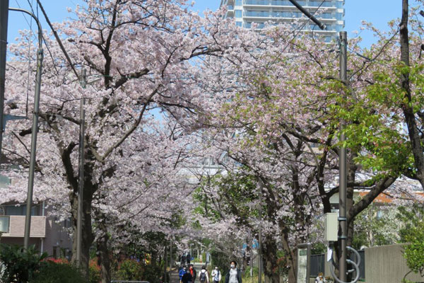 サクラ　亀戸緑道公園・大島緑道公園