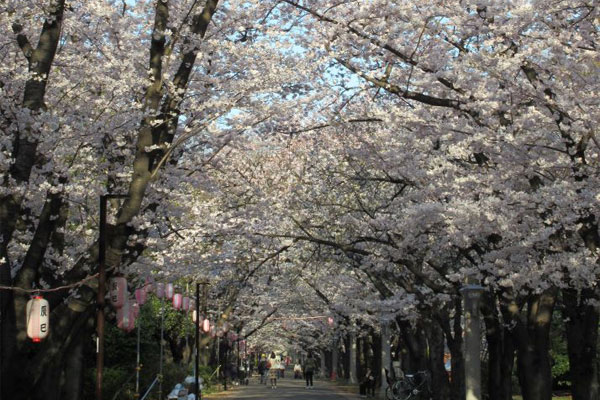 サクラ　辰巳の森緑道公園