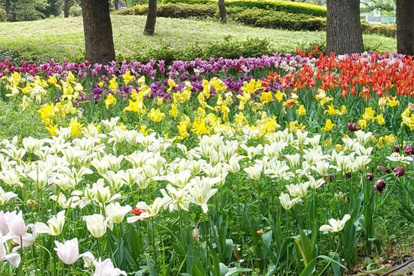 チューリップ 猿江恩賜公園