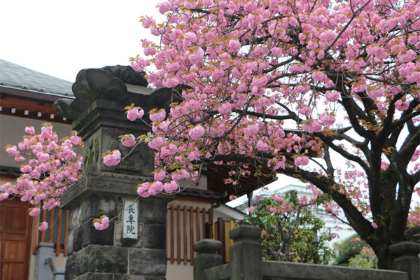 サトザクラ　長専院不動寺（出世不動尊）