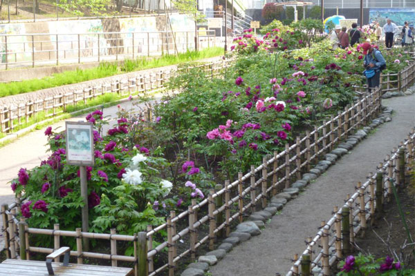 ボタン 古石場川親水公園「牡丹園」