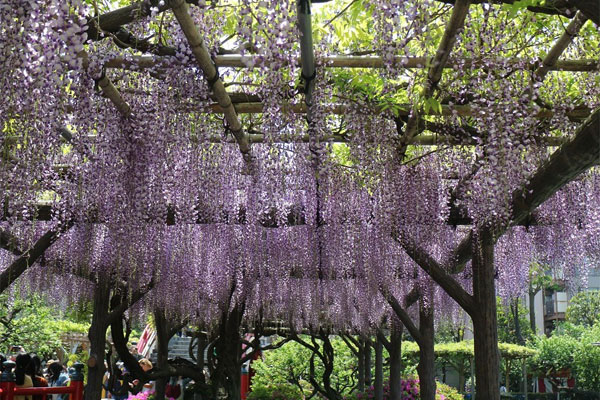 フジ　亀戸天神社