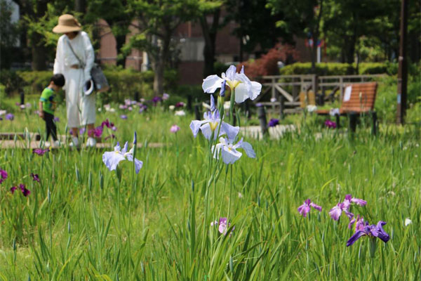 ハナショウブ　横十間川親水公園「花菖蒲園」