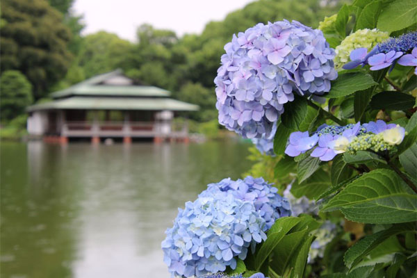 アジサイ　清澄庭園