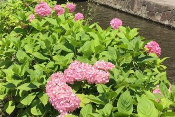 アジサイ 古石場川親水公園