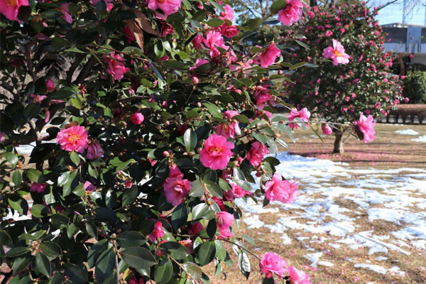 サザンカ 亀戸中央公園