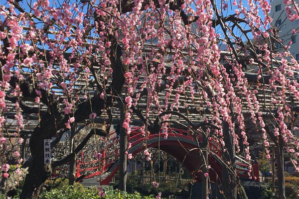 梅　亀戸天神社