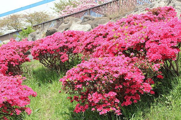 サツキ　越中島公園