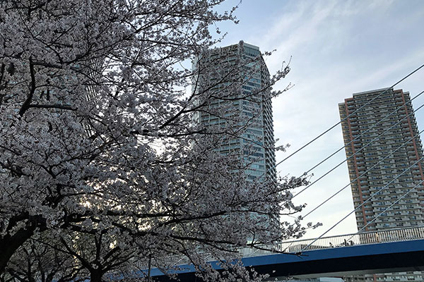 サクラ　東雲水辺公園