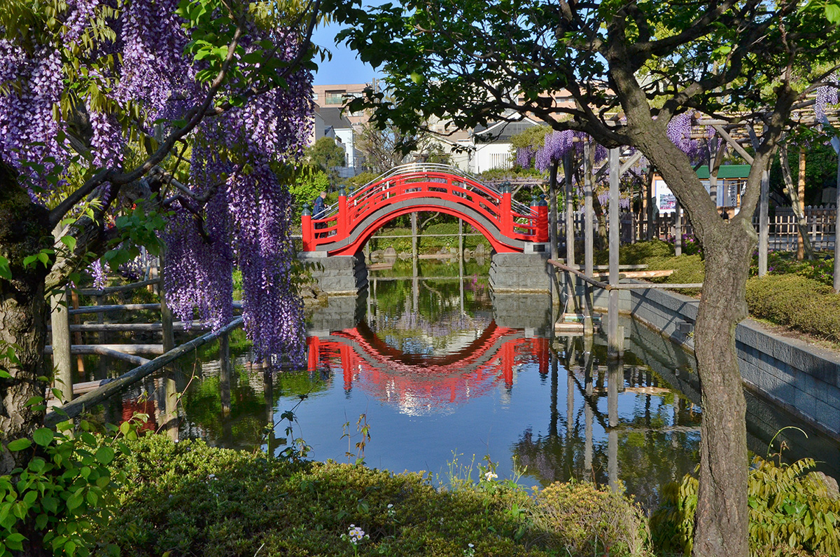亀戸天神 藤と太鼓橋