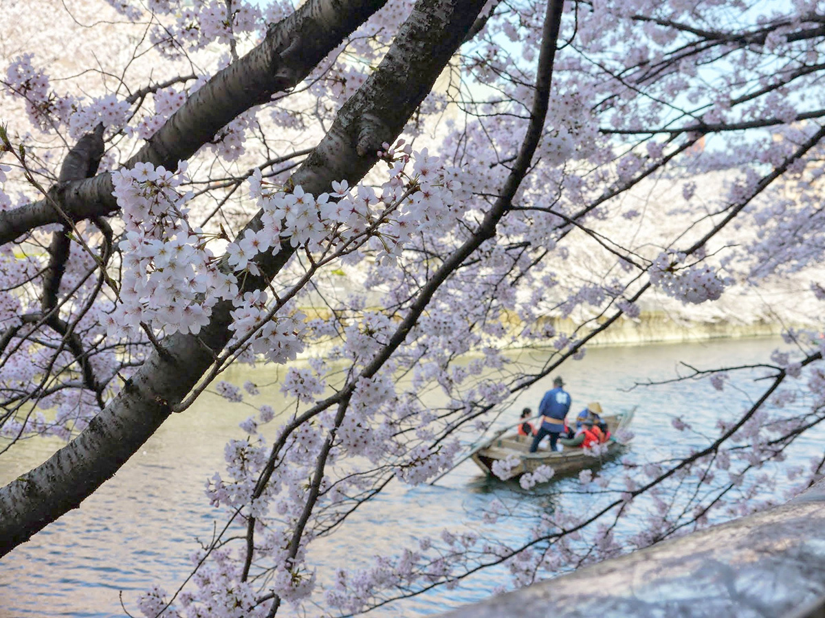 桜と和船
