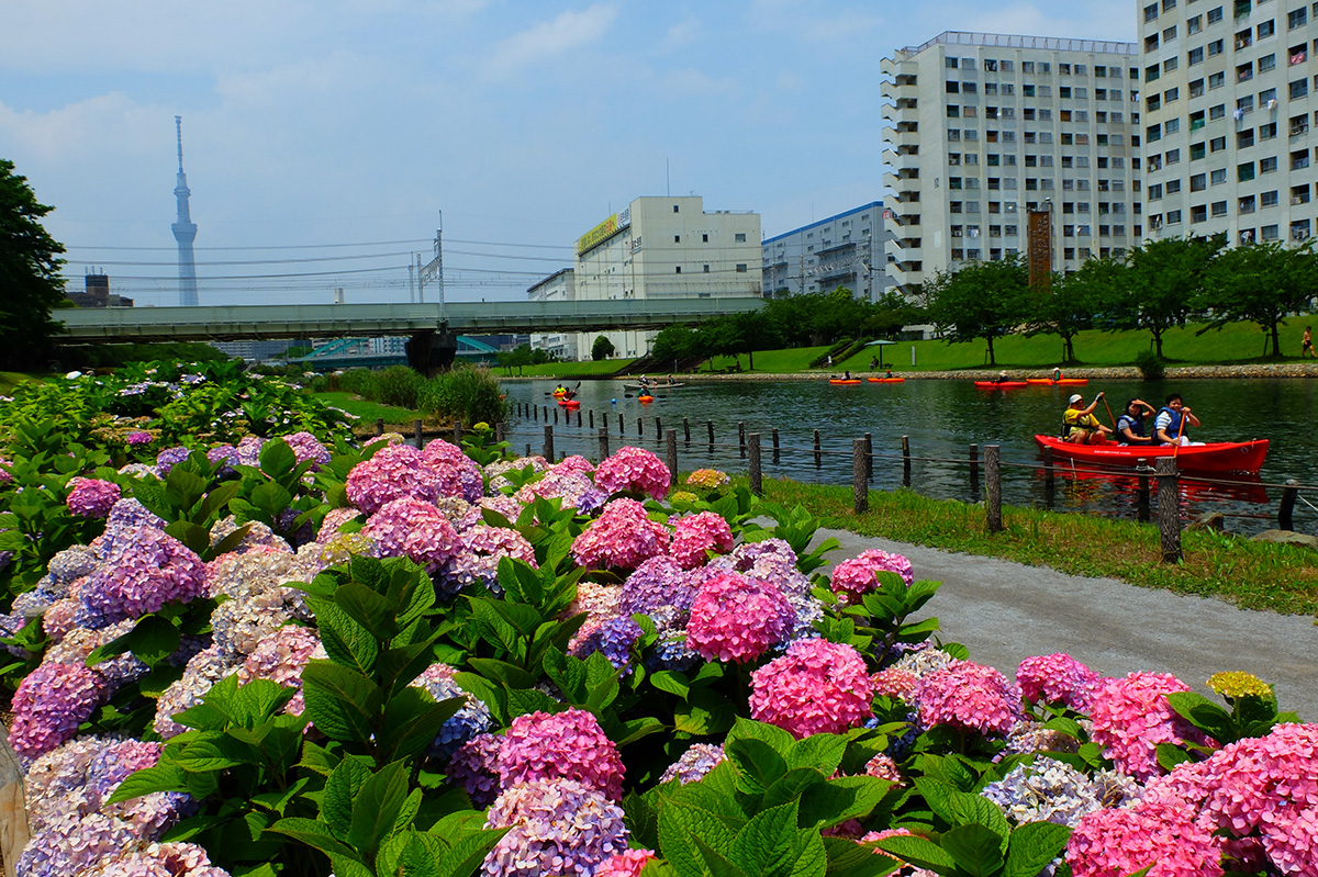 紫陽花を楽しむ!