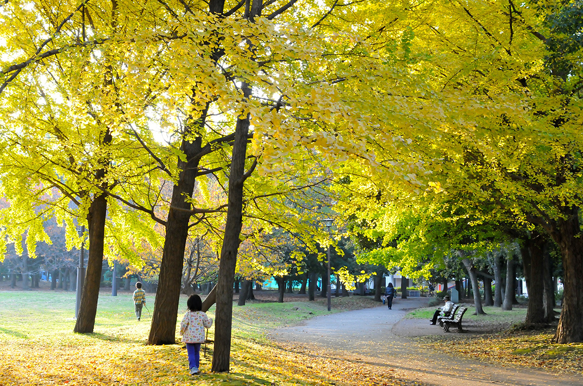 晩秋の清澄公園