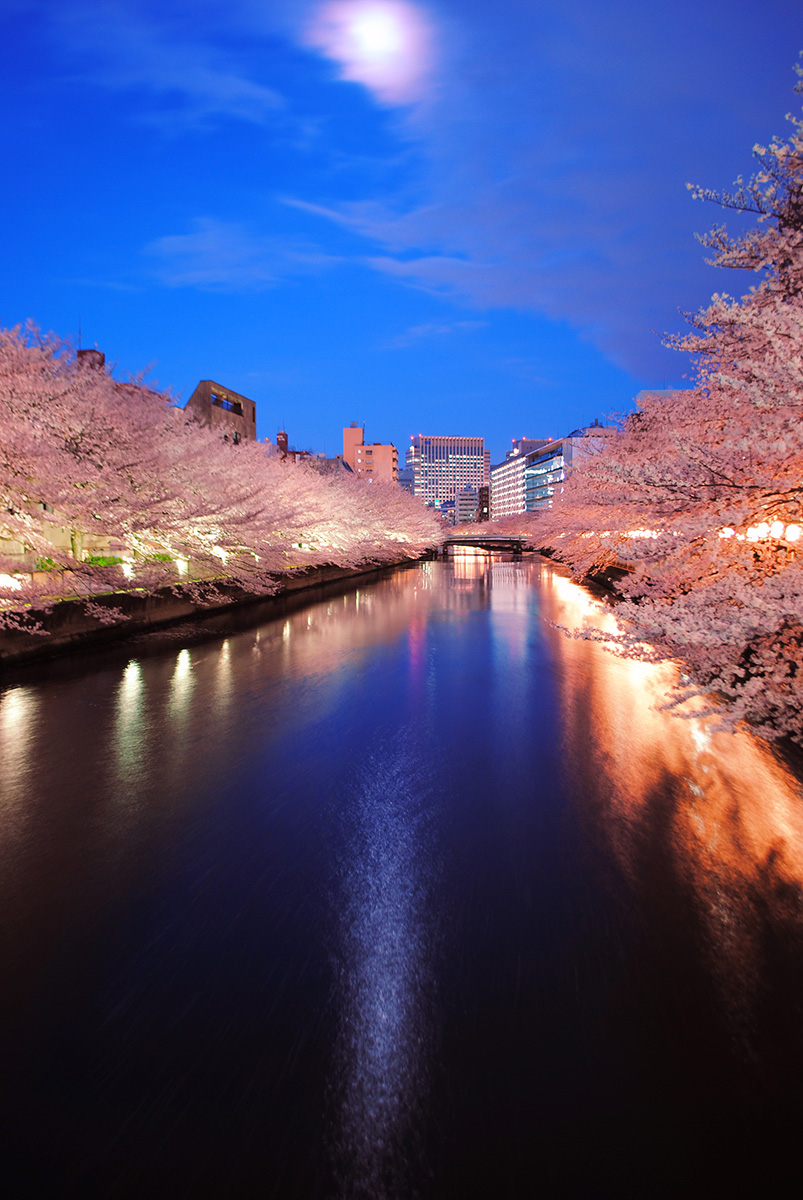 大好きな門前仲町の桜