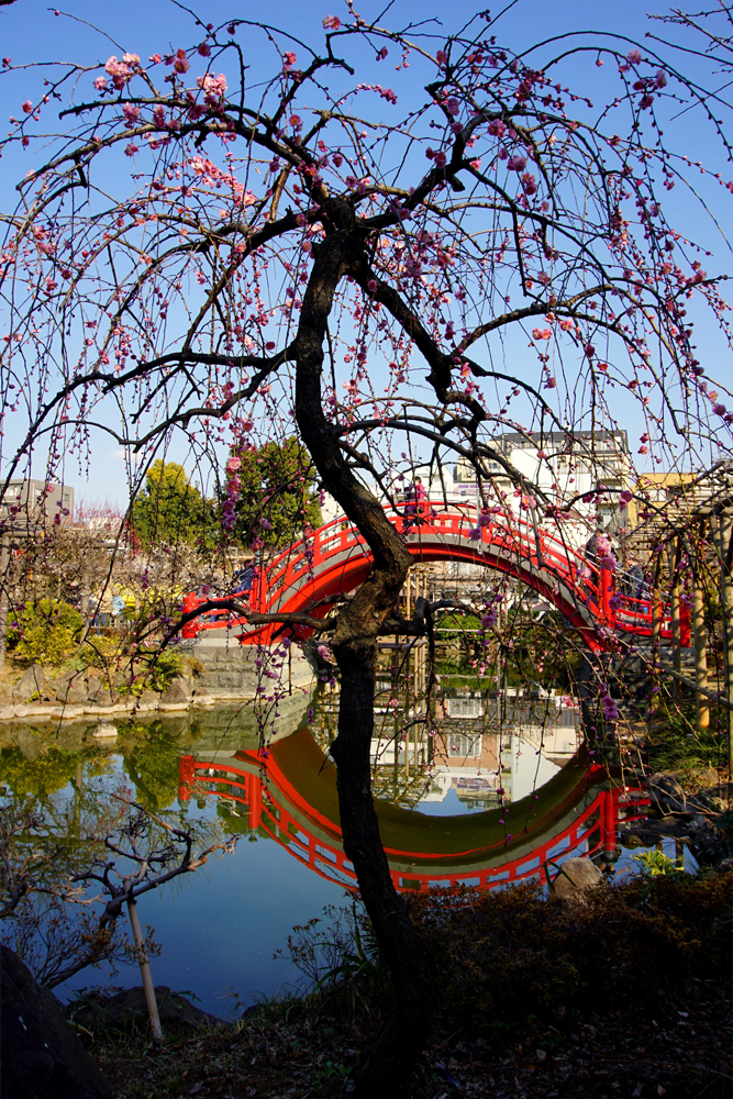 亀戸天神社 紅梅