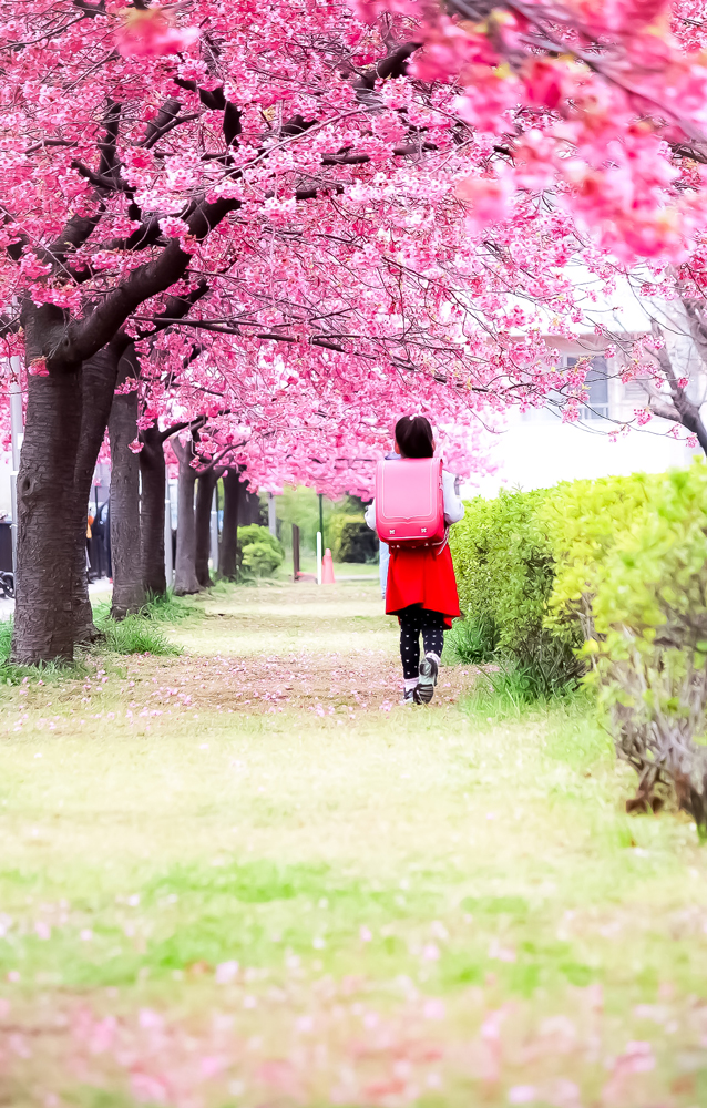 満開の桜並木