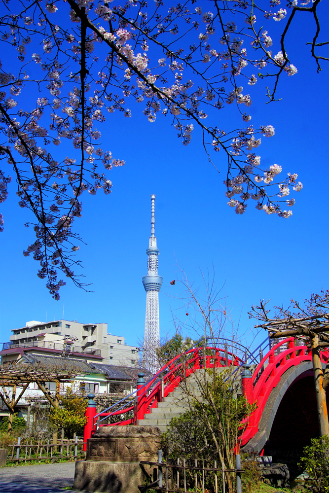亀戸天神社 桜
