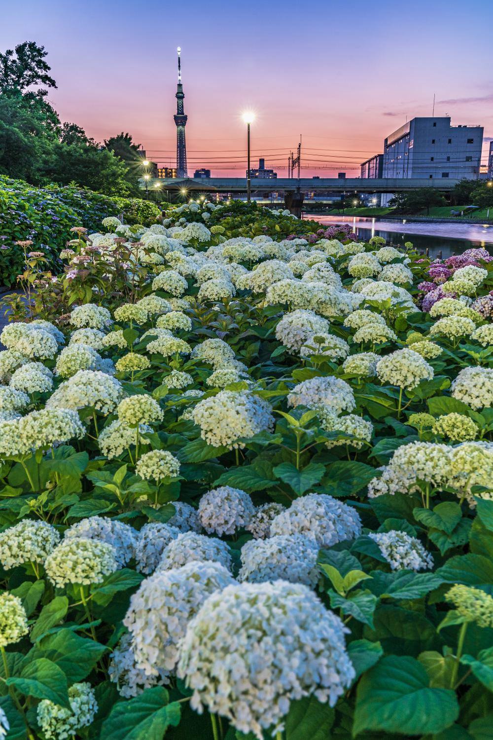江東区の夕紫陽花