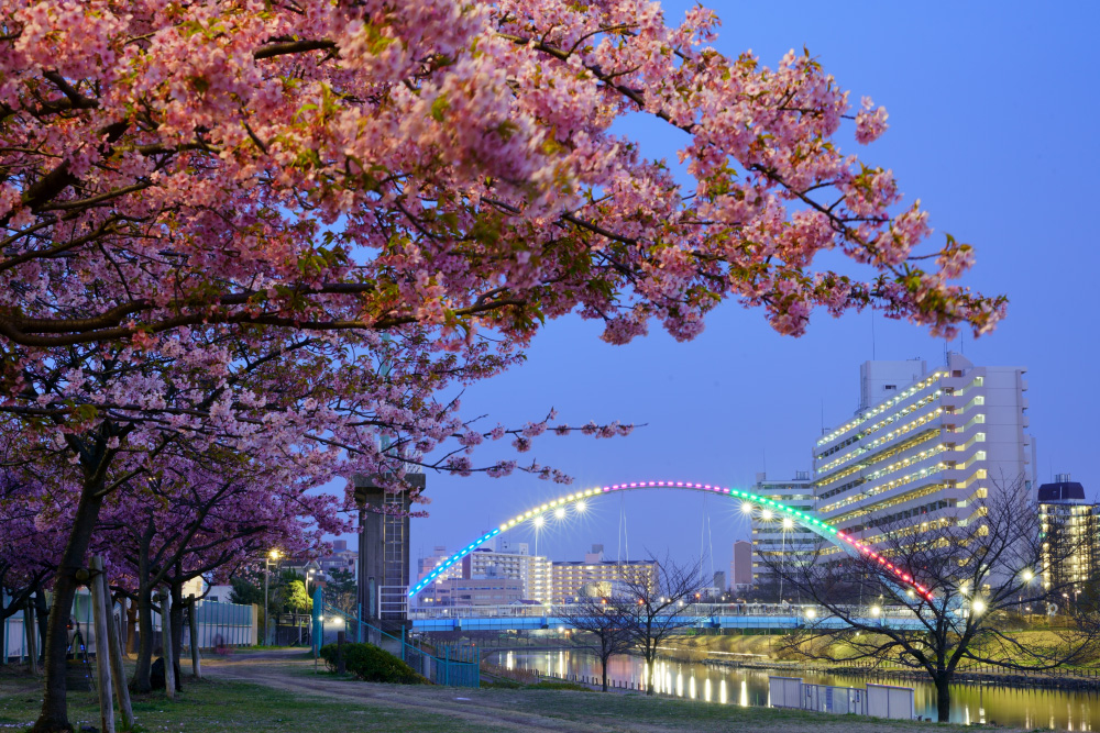 河津桜に彩られ