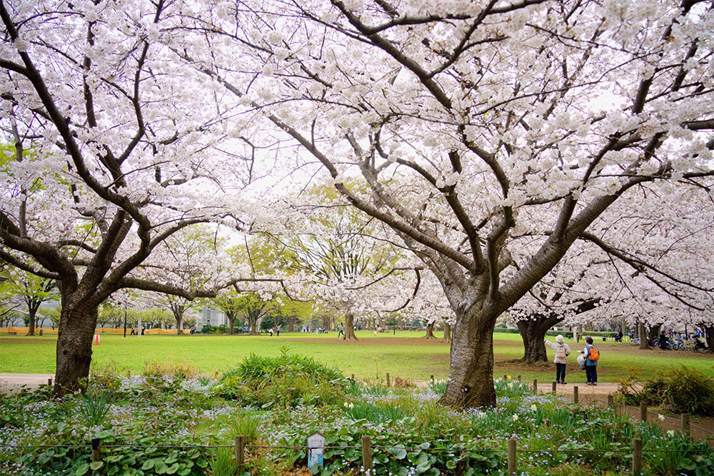 北端の桜