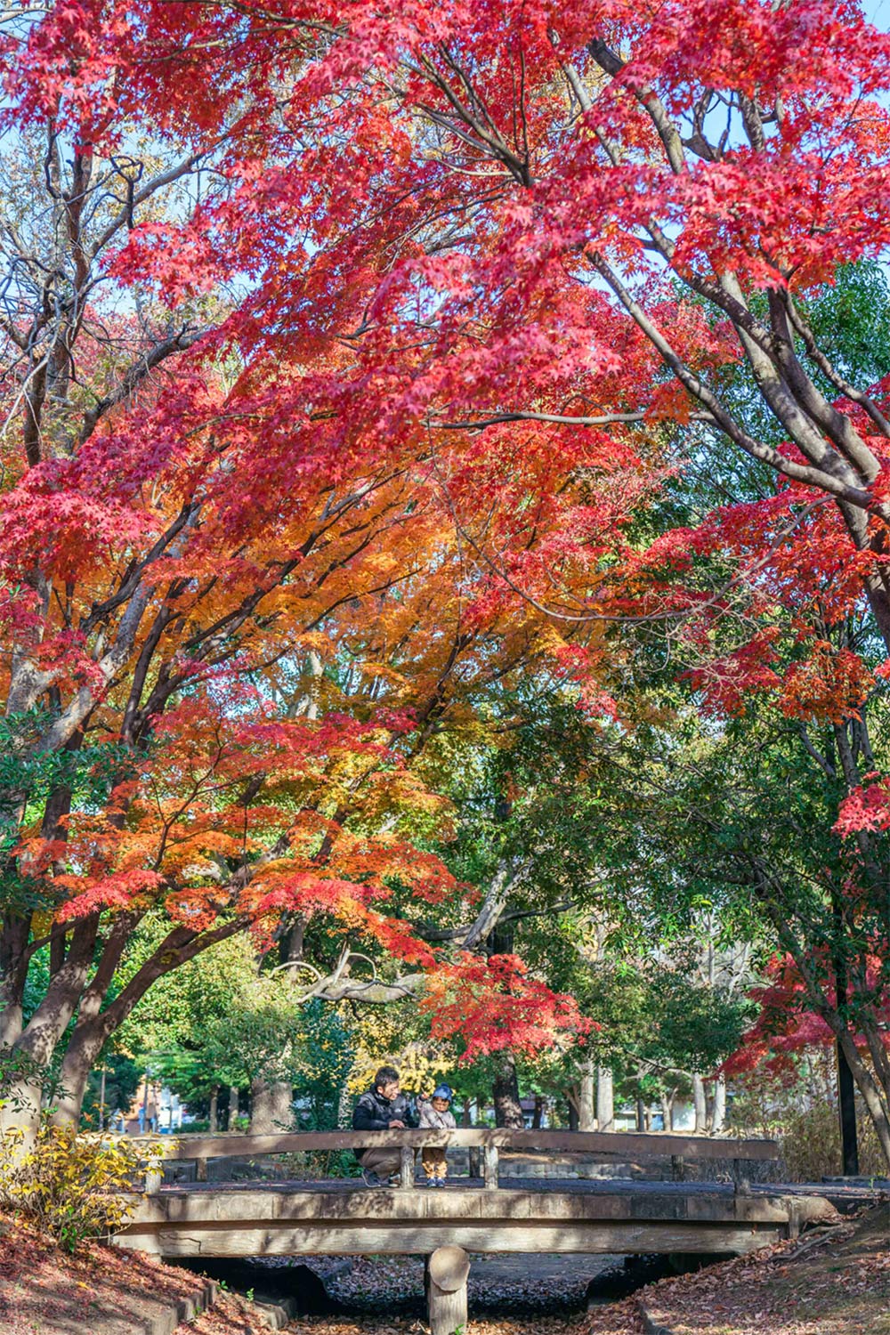だんだんと秋色