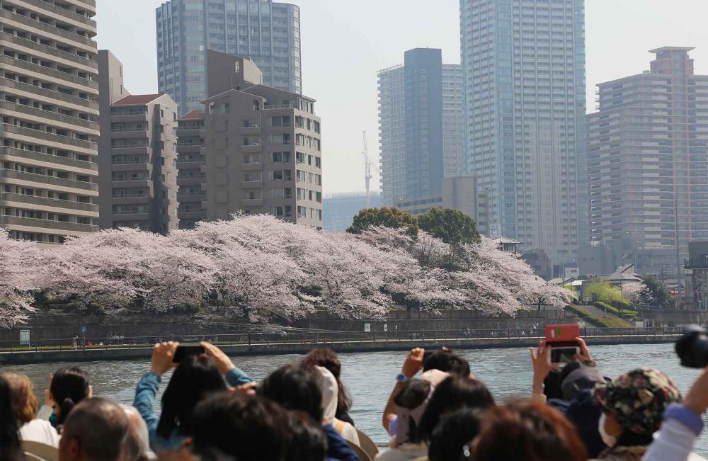 【お江戸深川さくらまつり】日本橋発着のクルーズ&高橋エリア街歩きツアー