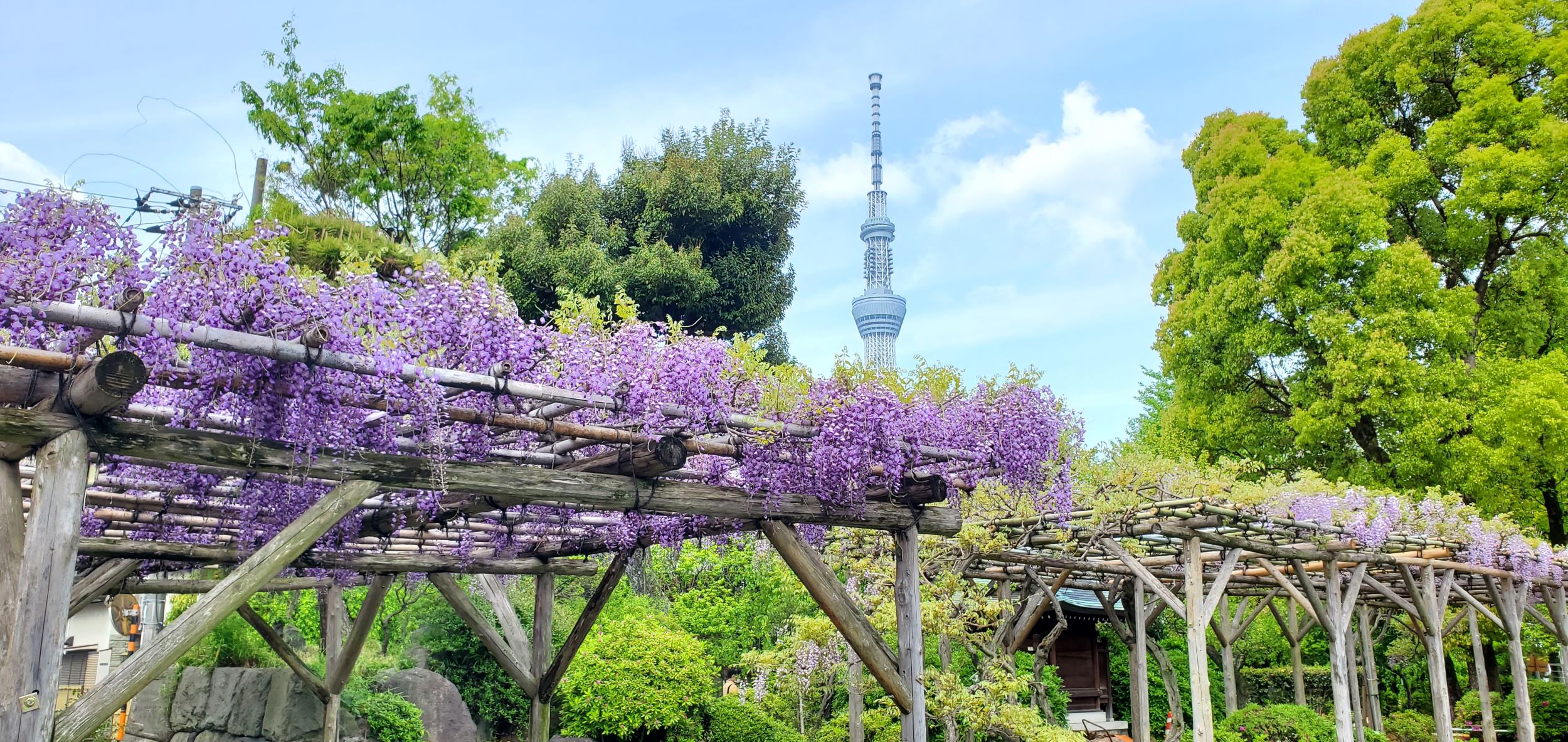 藤まつり（亀戸天神社）