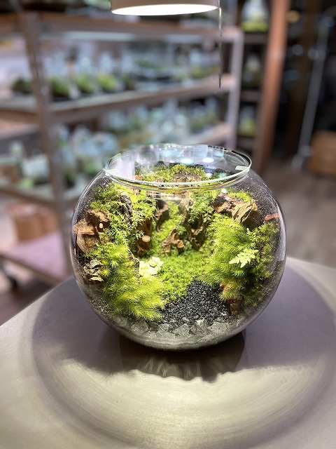 【終了】夢の島熱帯植物館　11月開催イベント