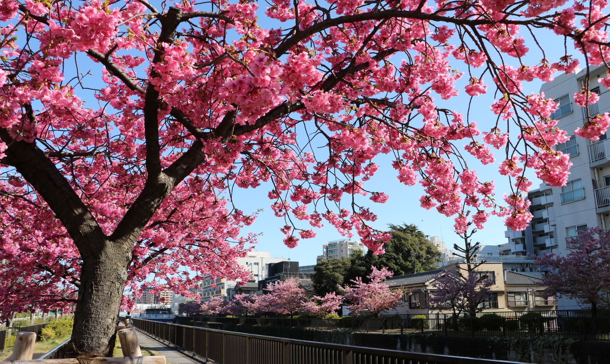 河津桜（木場公園東側）