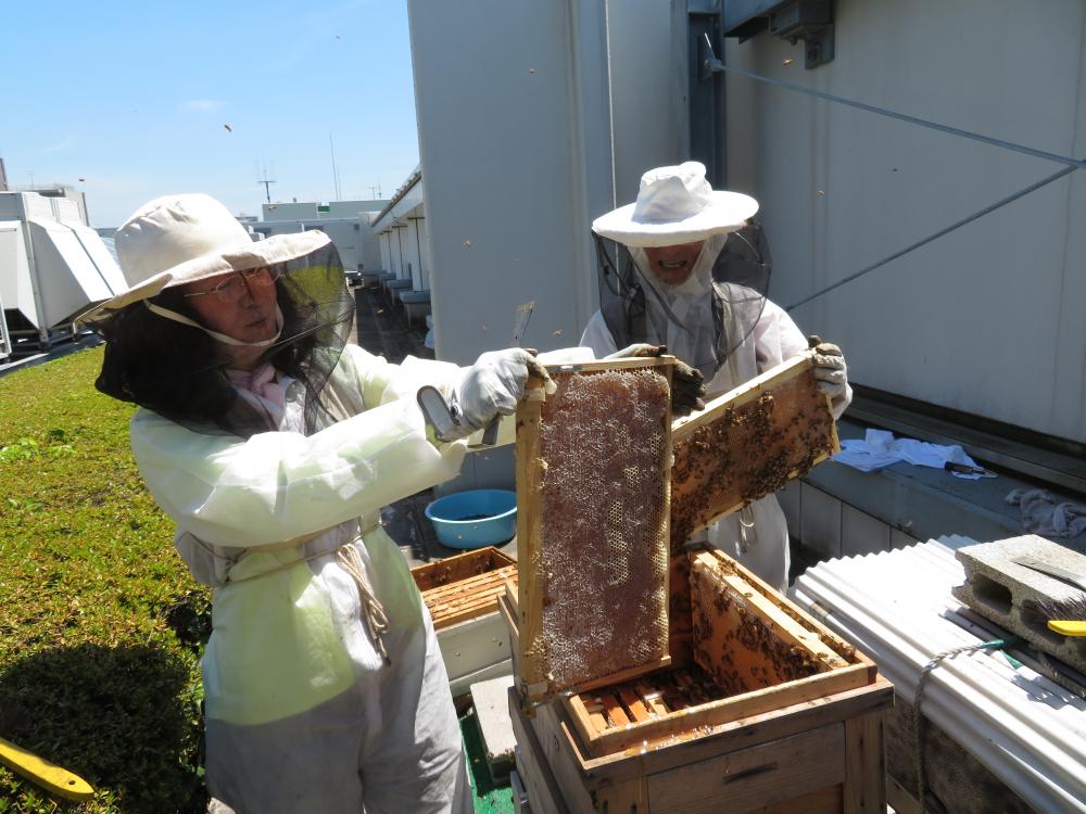 特定非営利活動法人　江東区ハニービー・プロジェクト