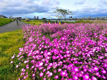 荒川砂町水辺公園