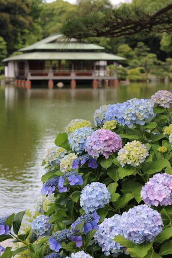 清澄庭園アジサイ