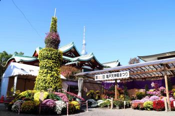 亀戸天神社 菊まつり