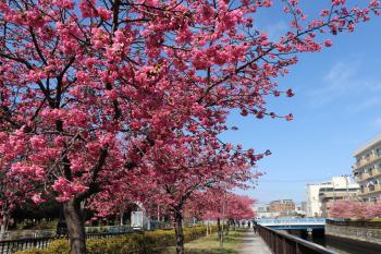 大横川散歩道　河津桜