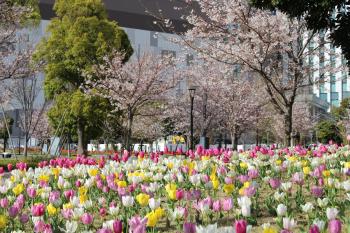 桜とチューリップ(シンボルプロムナード公園)