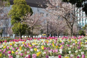 桜とチューリップ（シンボルプロムナード公園）