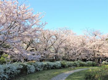 桜(辰巳の森緑道公園)