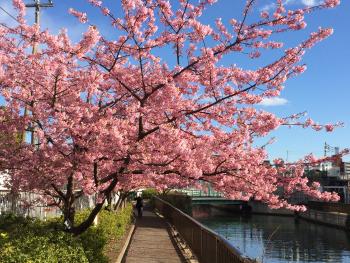 河津桜（木場公園東側大横川護岸）