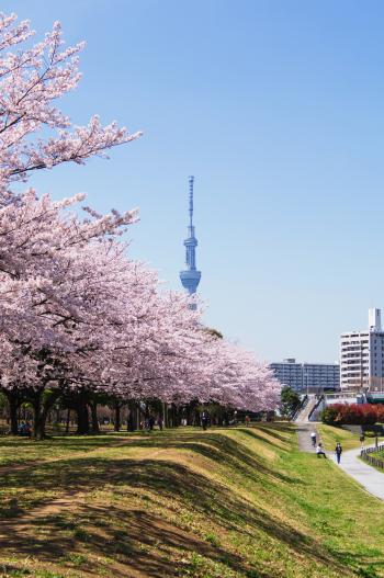 桜(亀戸中央公園)
