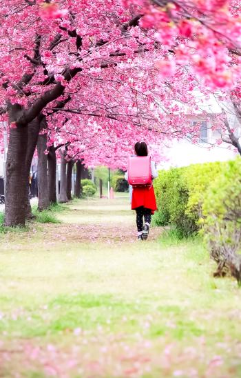 木場　河津桜