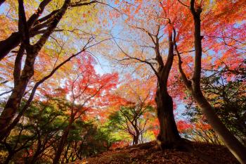 猿江恩賜公園