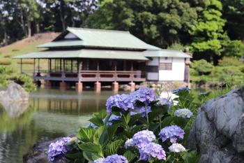 清澄庭園　アジサイ