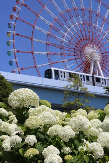 青海 アジサイ
