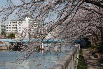 小名木川(高橋)桜