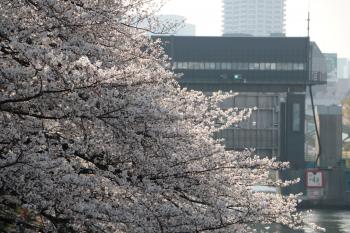 小名木川(新小名木川水門)桜